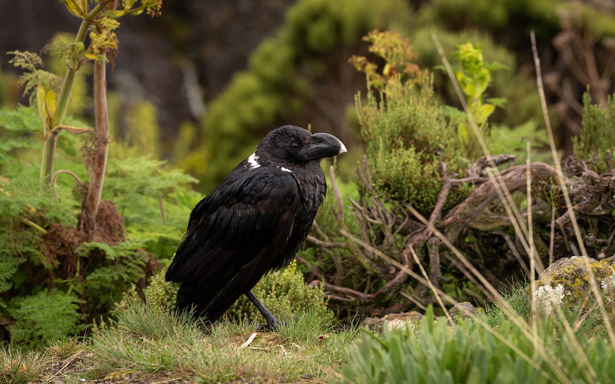 White-necked Raven - ML646130246