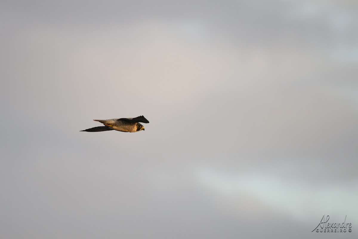 Peregrine Falcon - ML646130260