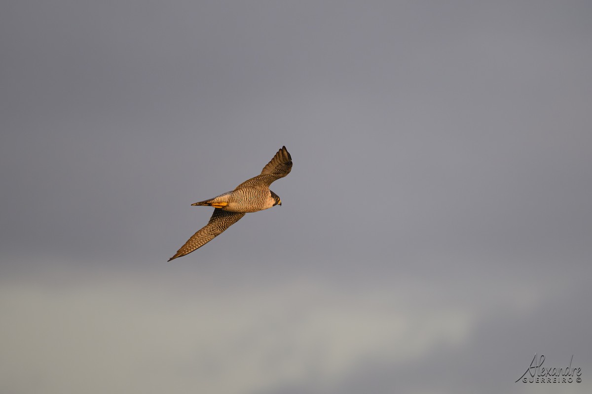 Peregrine Falcon - ML646130261