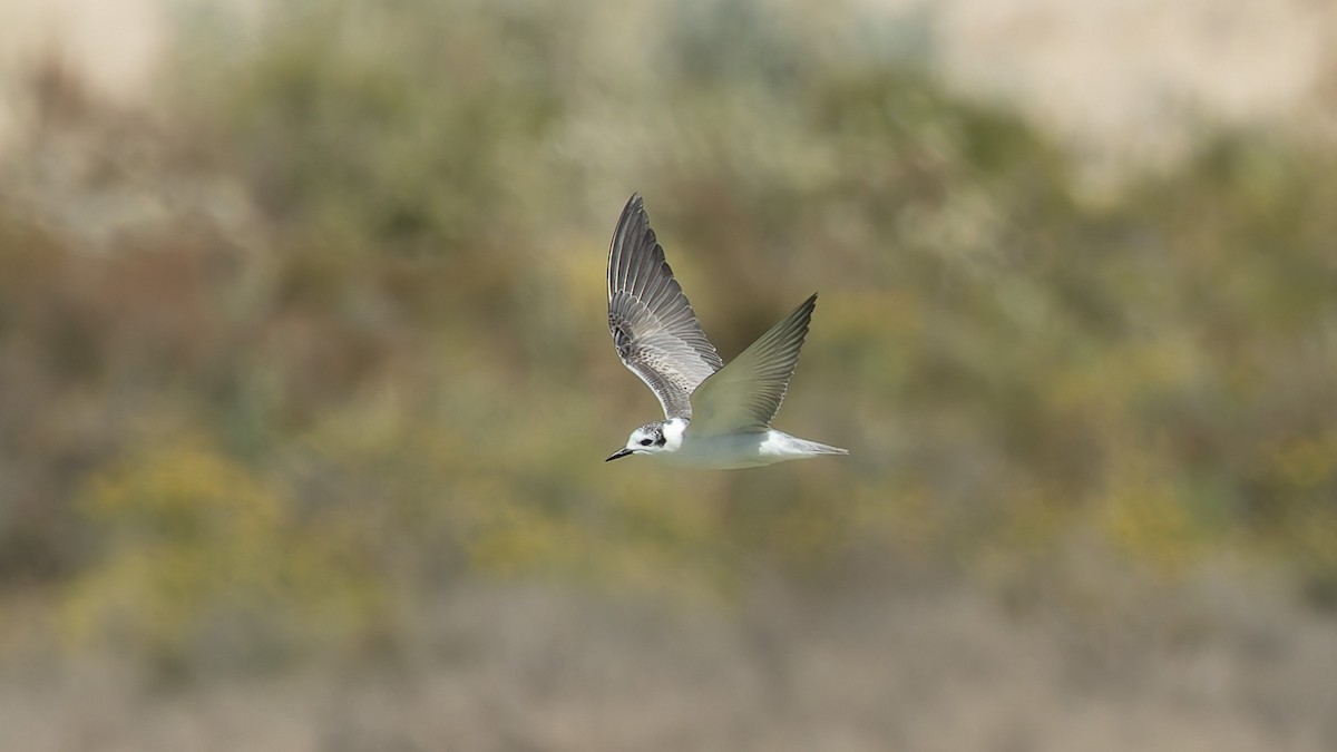White-winged Tern - ML646130273