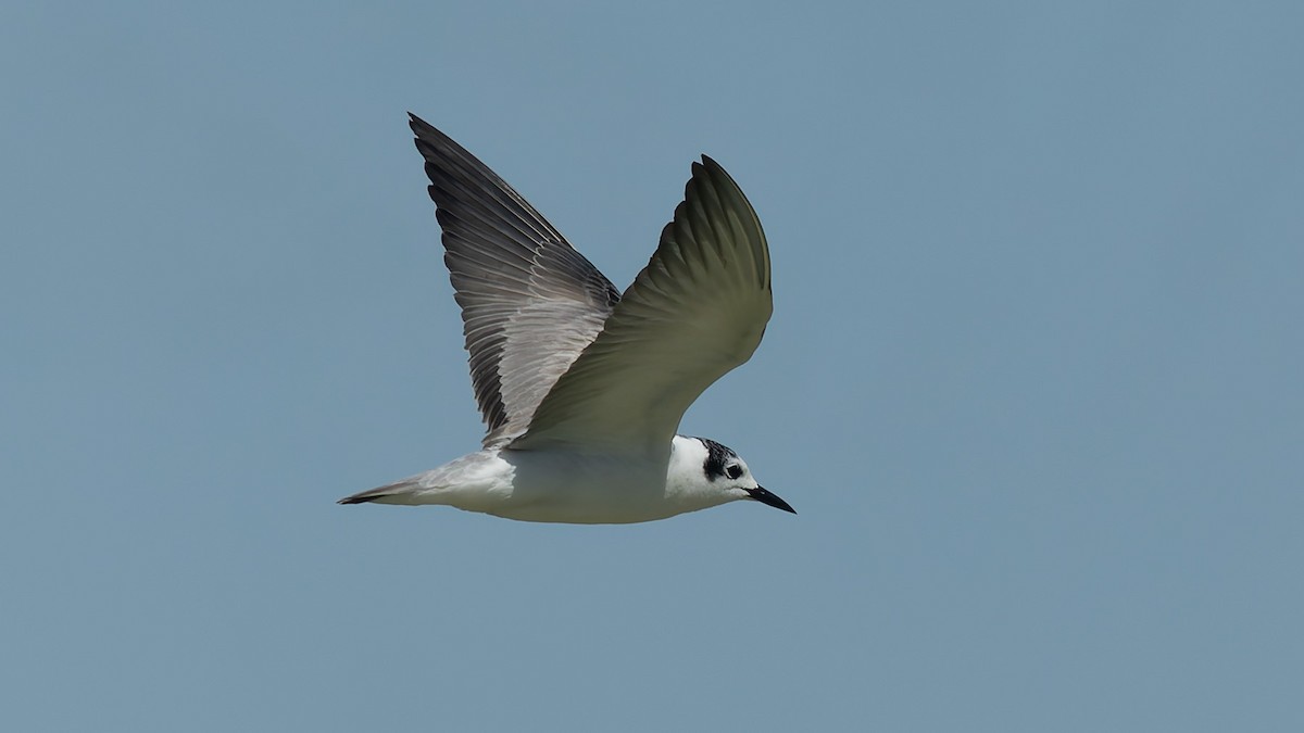 White-winged Tern - ML646130274