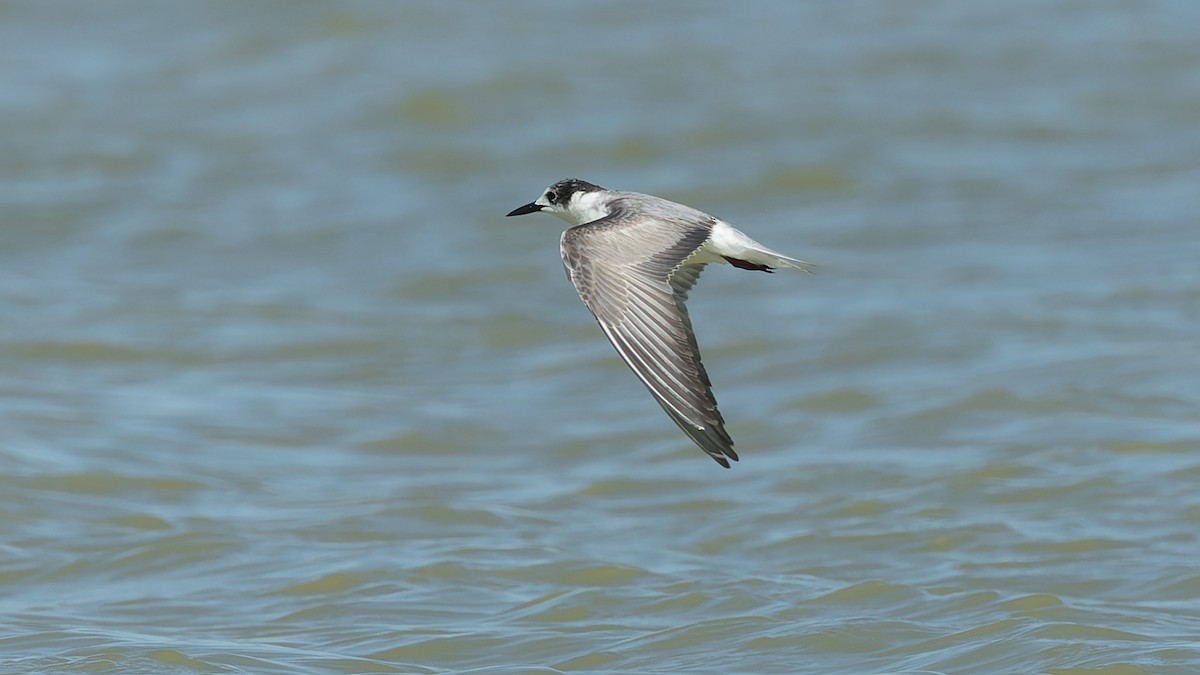 White-winged Tern - ML646130275