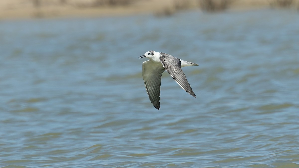 White-winged Tern - ML646130276