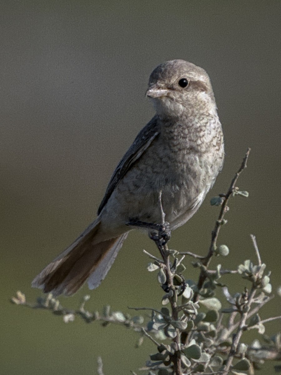 Antzandobi isabeldarra - ML646130283