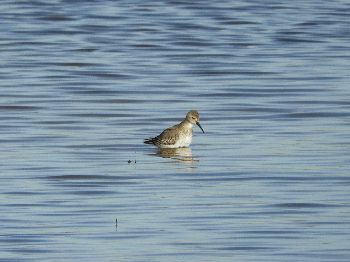 Dunlin - ML646130286
