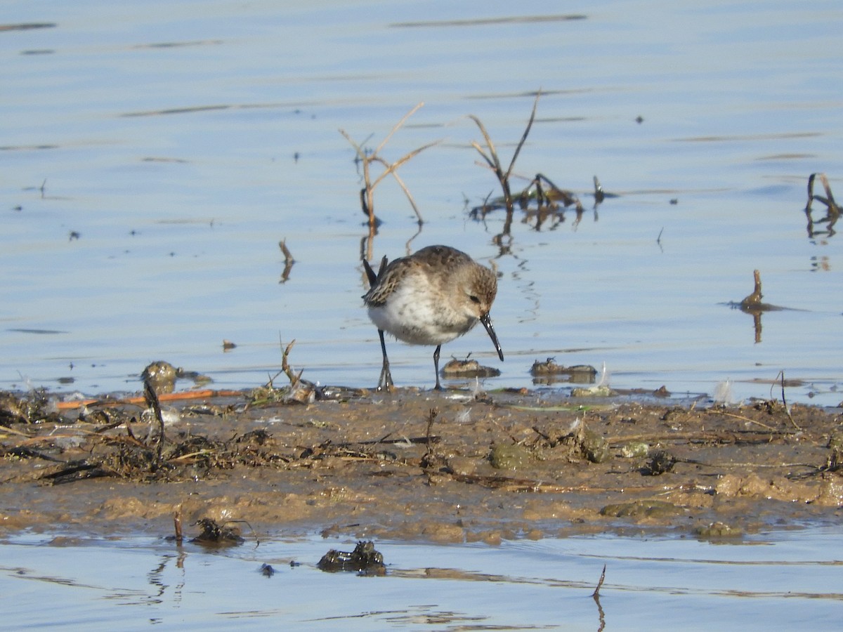 Dunlin - ML646130287