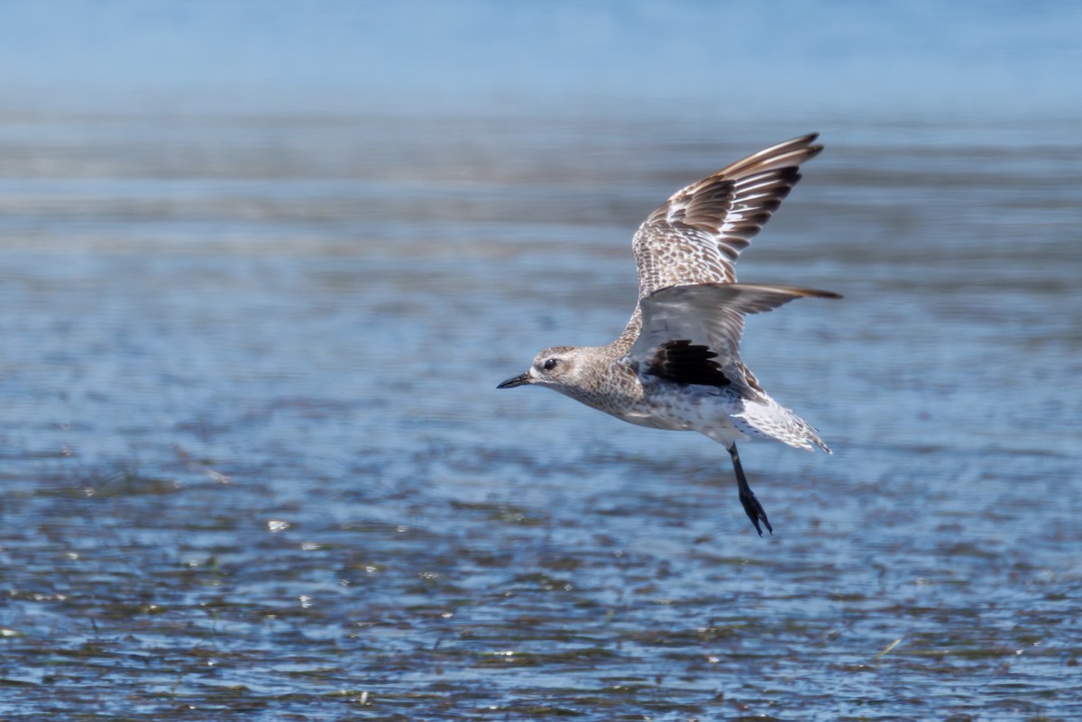 Chorlito Gris - ML646130291