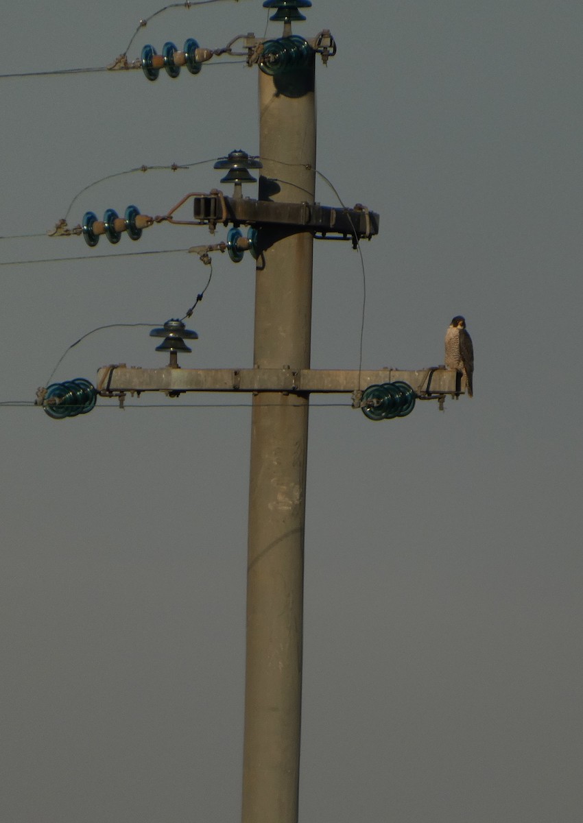 Peregrine Falcon - ML646130296