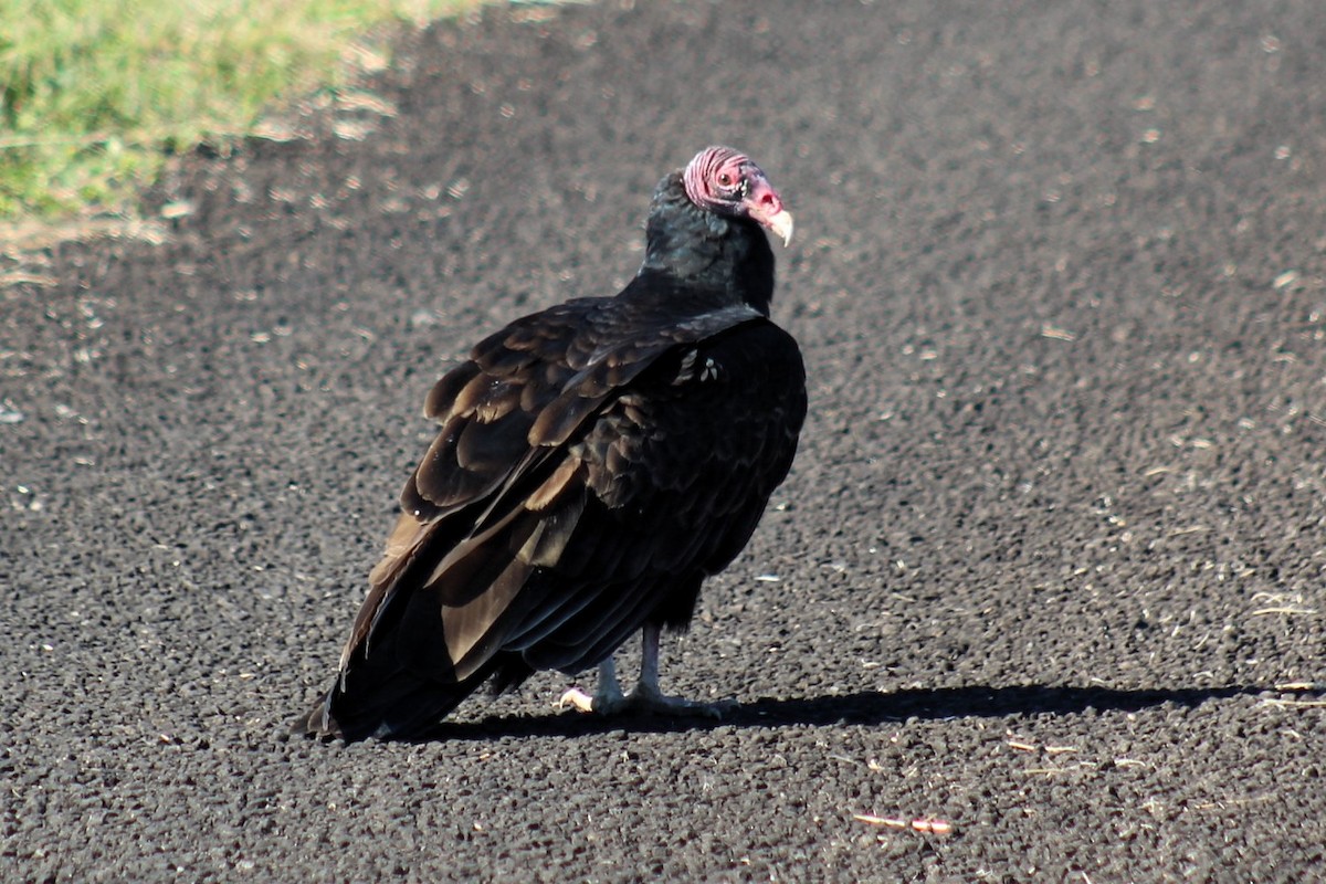 Turkey Vulture - ML646130304