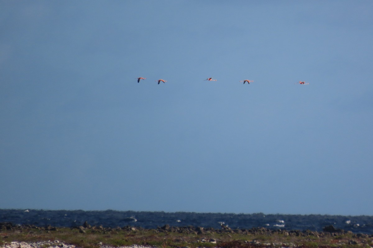 American Flamingo - ML646130305