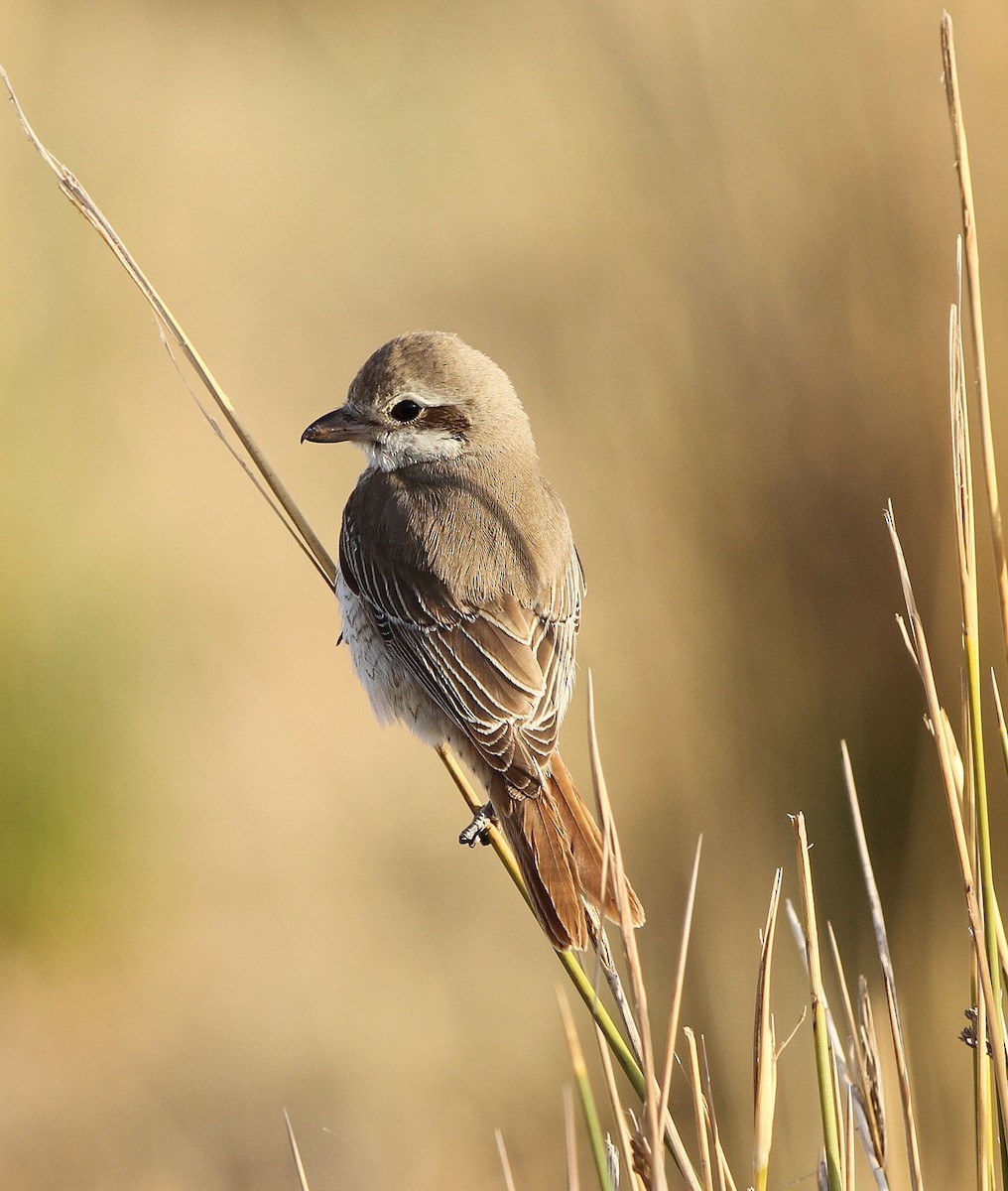 Antzandobi isabeldarra - ML646130323