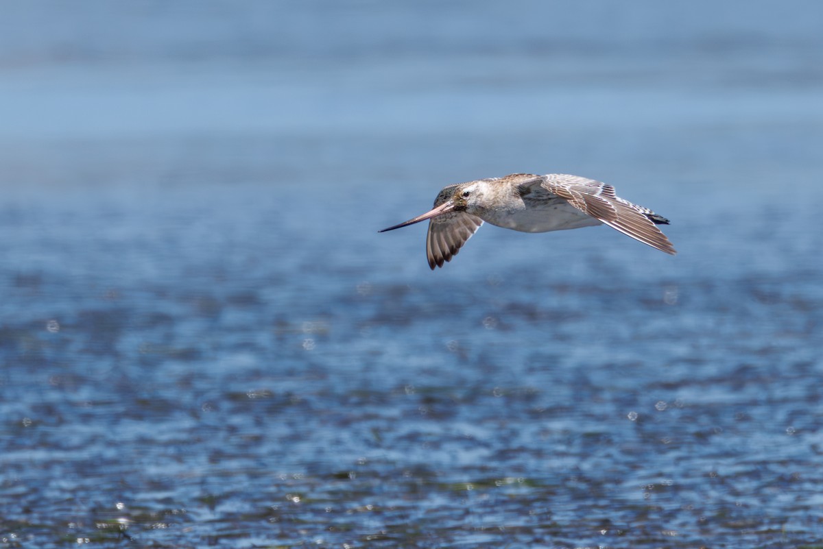 Bar-tailed Godwit - ML646130329