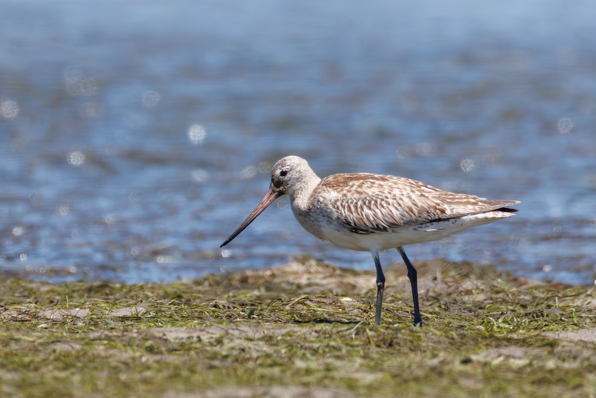Bar-tailed Godwit - ML646130330