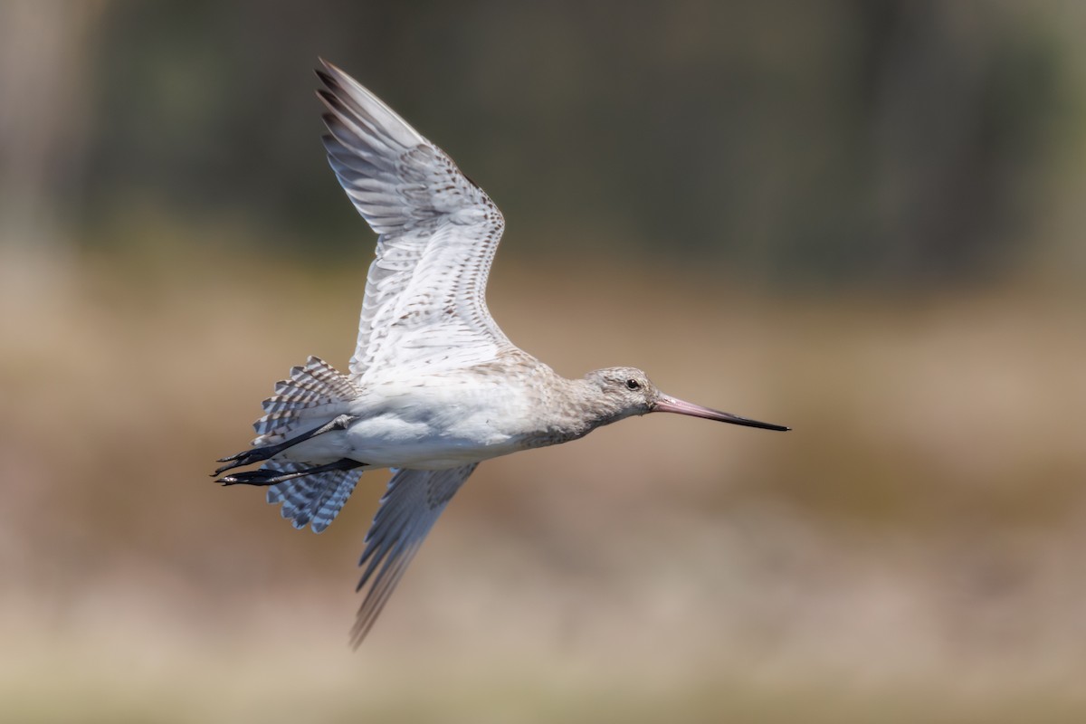 Bar-tailed Godwit - ML646130331