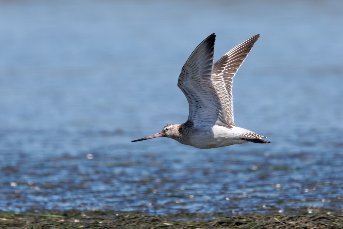 Bar-tailed Godwit - ML646130332