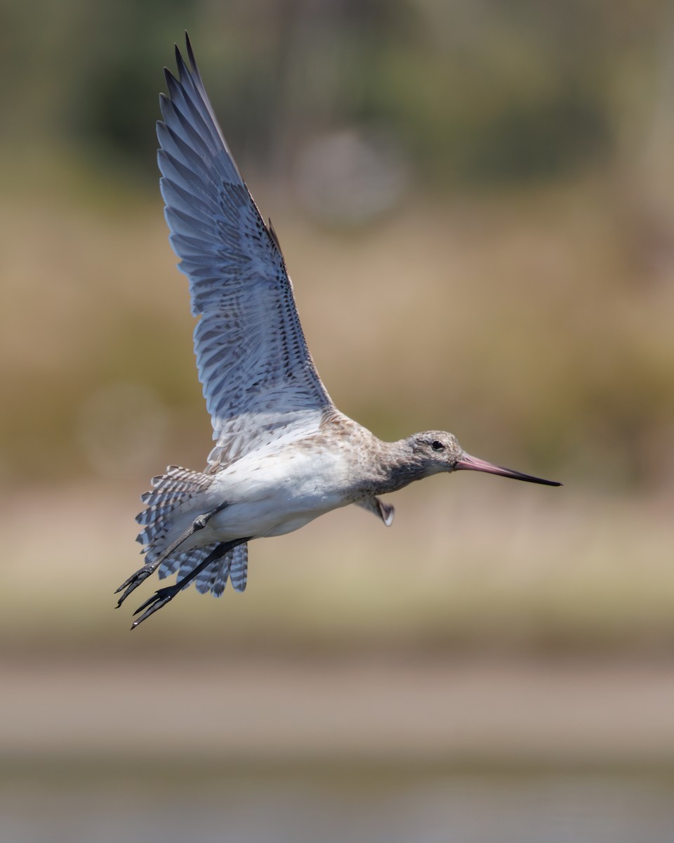 Bar-tailed Godwit - ML646130333