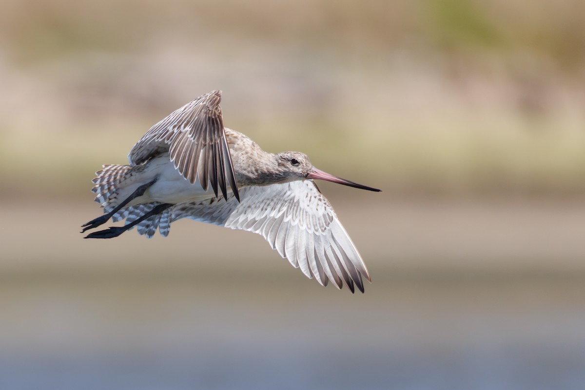 Bar-tailed Godwit - ML646130334
