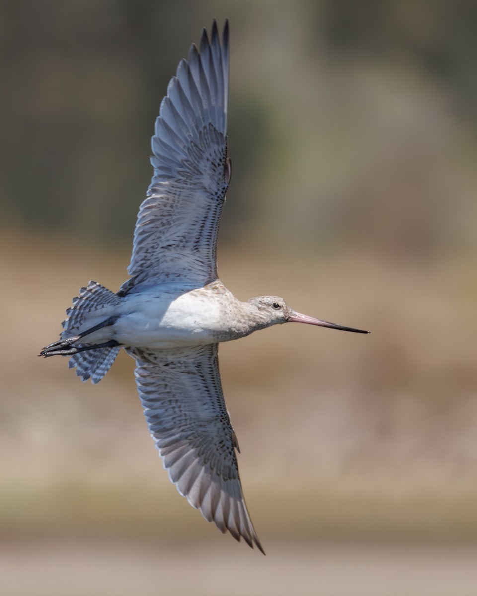 Bar-tailed Godwit - ML646130335