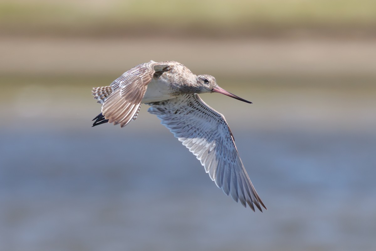 Bar-tailed Godwit - ML646130336
