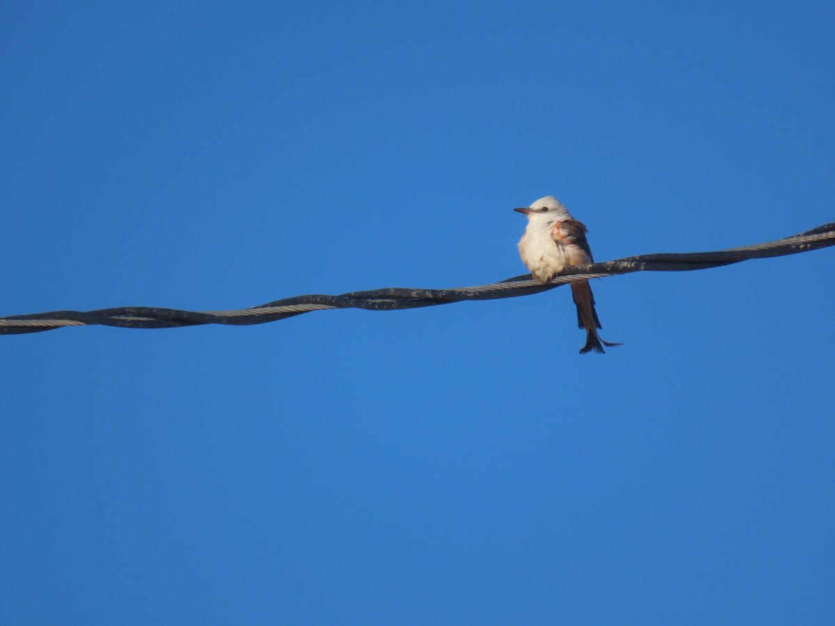 Scissor-tailed Flycatcher - ML646130347