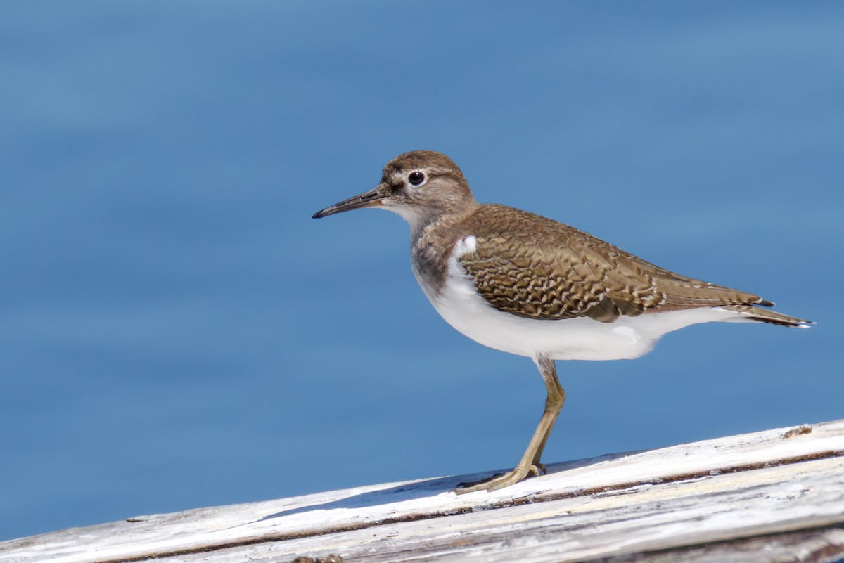 Common Sandpiper - ML646130348