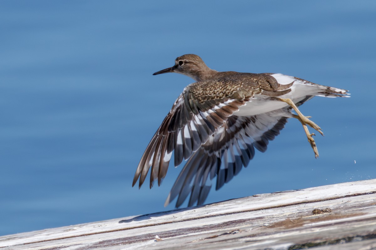 Common Sandpiper - ML646130349