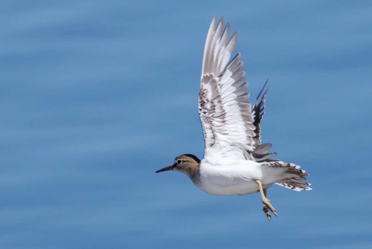 Common Sandpiper - ML646130350