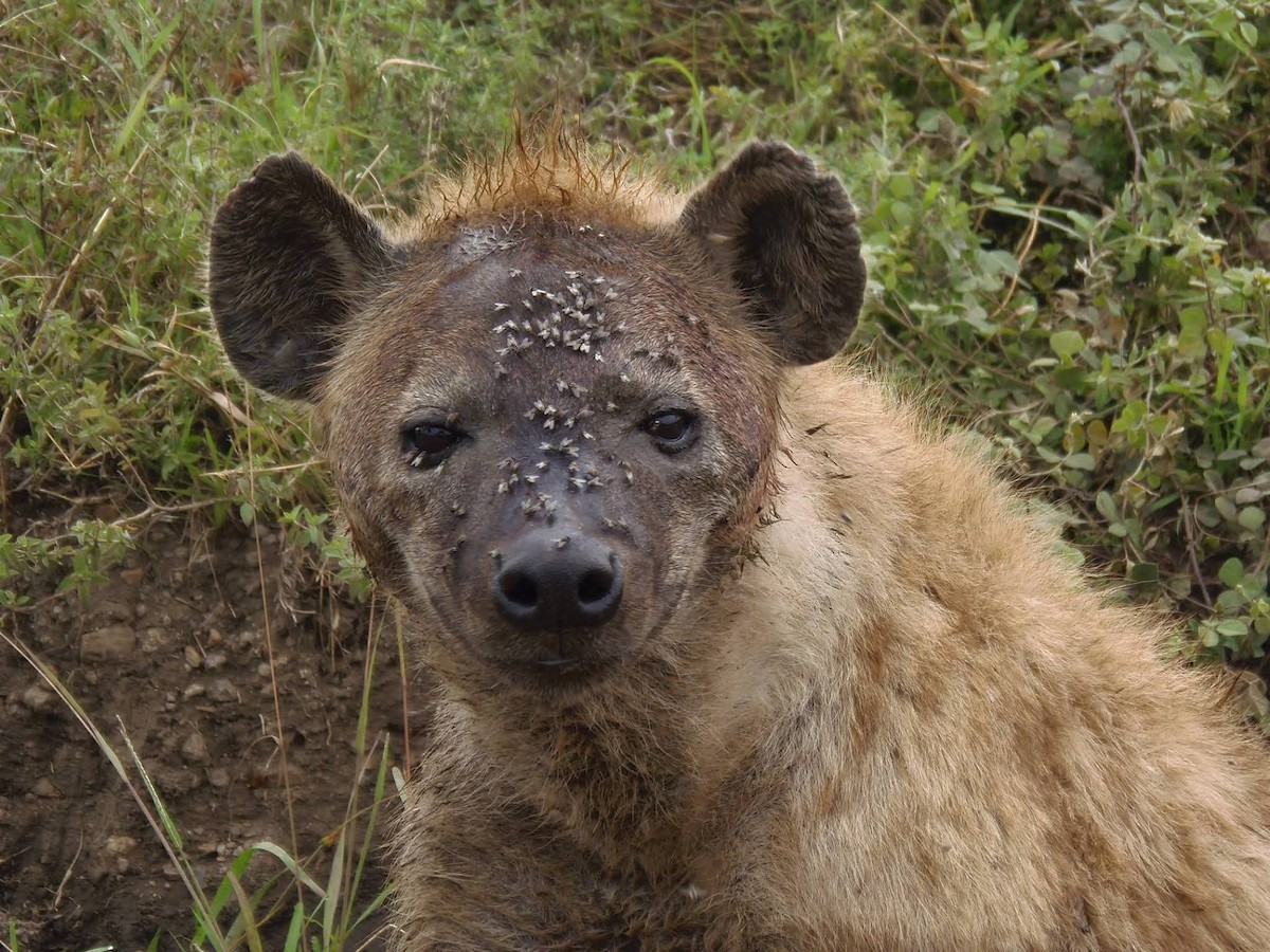 Spotted Hyena - ML646130353