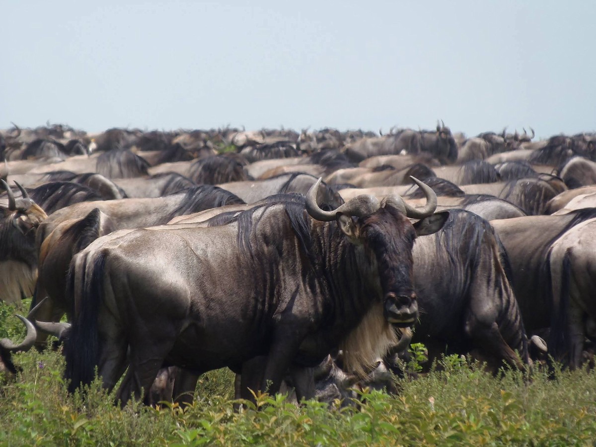 Common Wildebeest - ML646130355