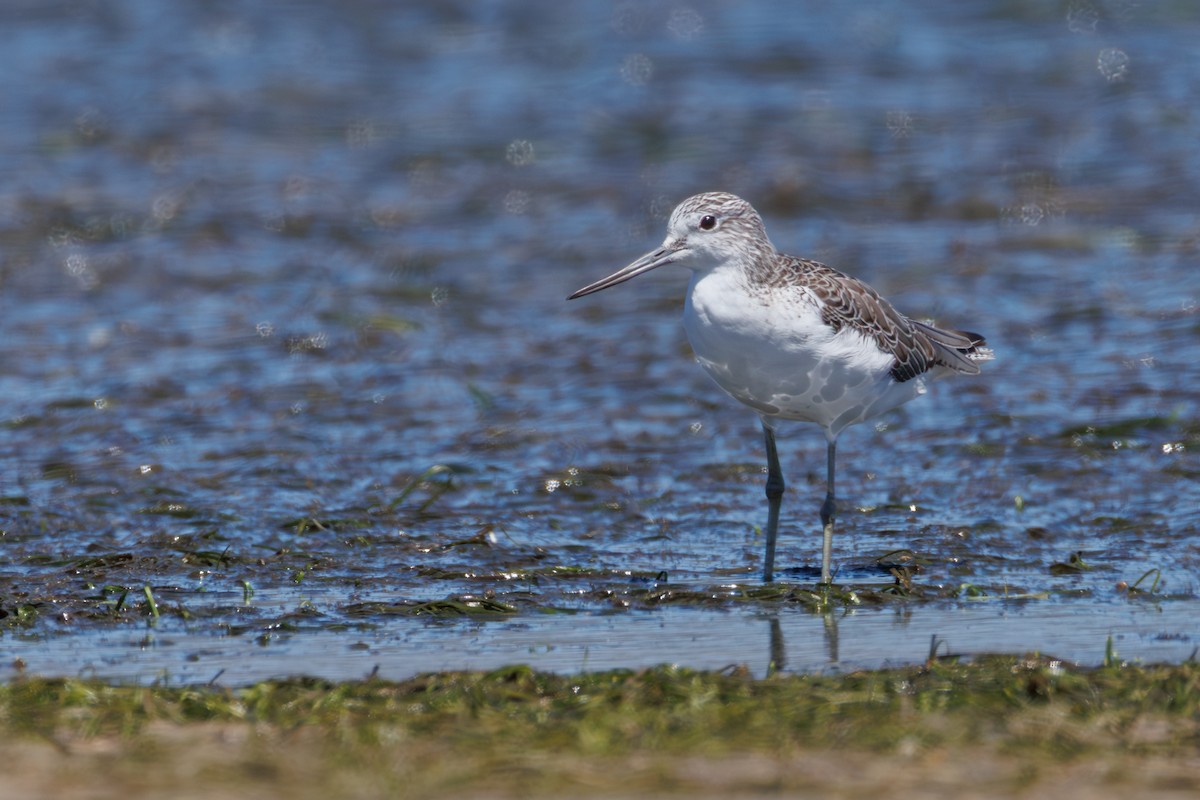 Common Greenshank - ML646130358