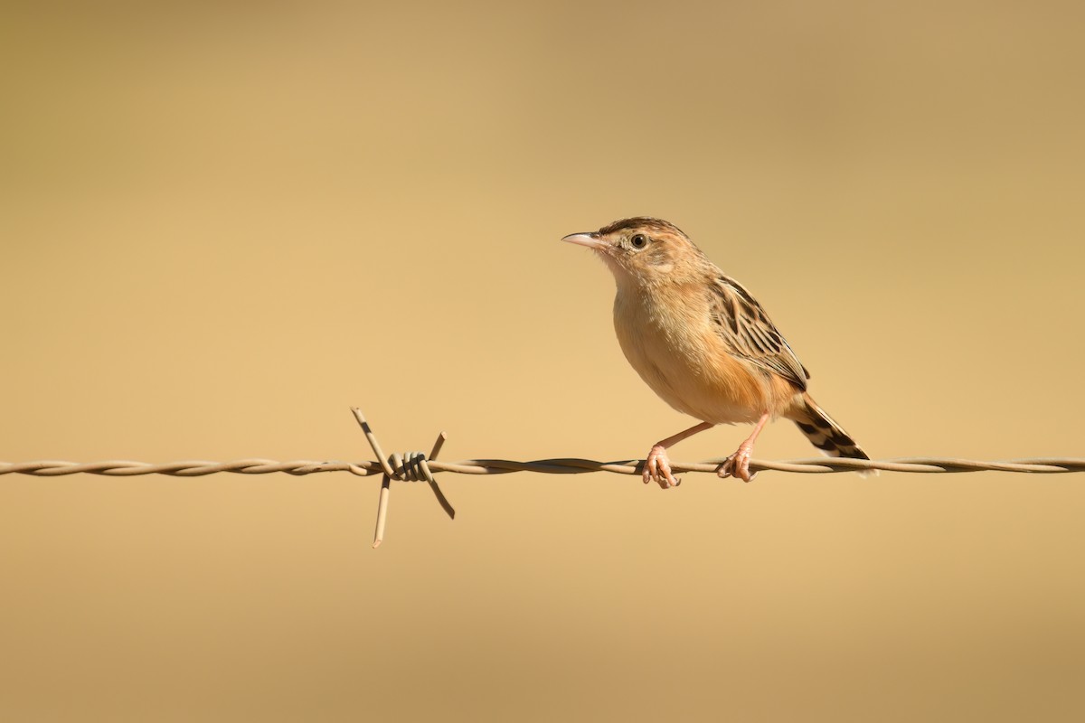 Zitting Cisticola (African) - ML646130359