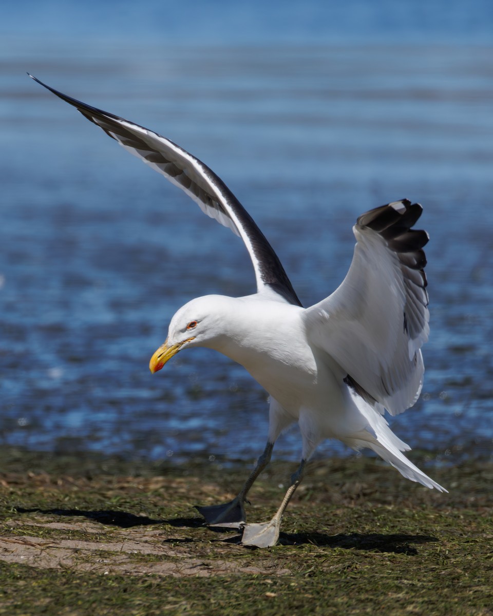 Kelp Gull - ML646130362