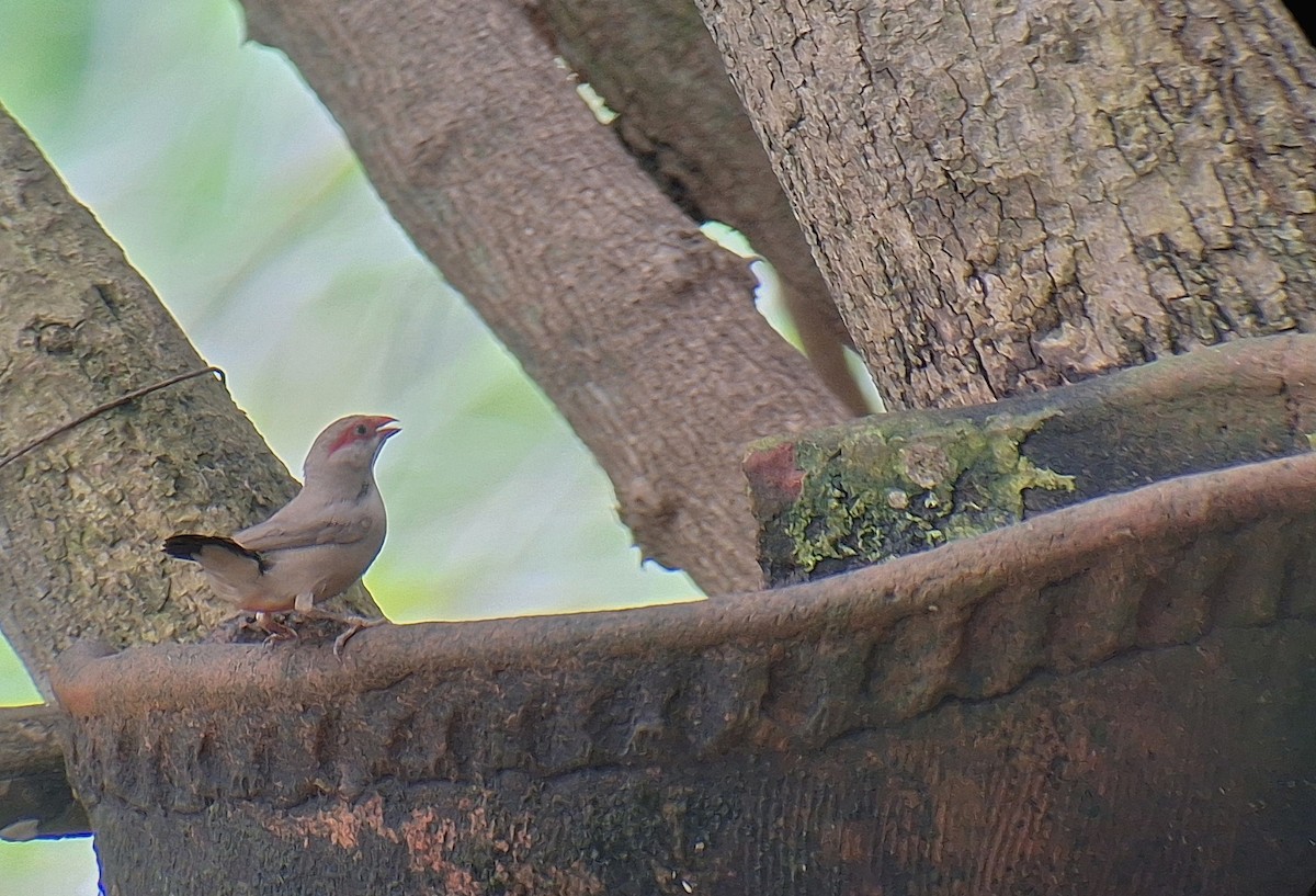 Black-rumped Waxbill - ML646130363