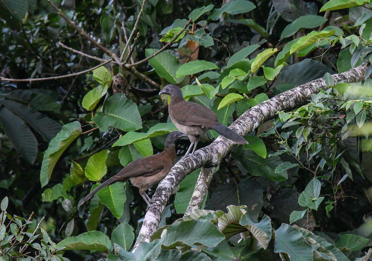 ハイガシラヒメシャクケイ - ML646130366