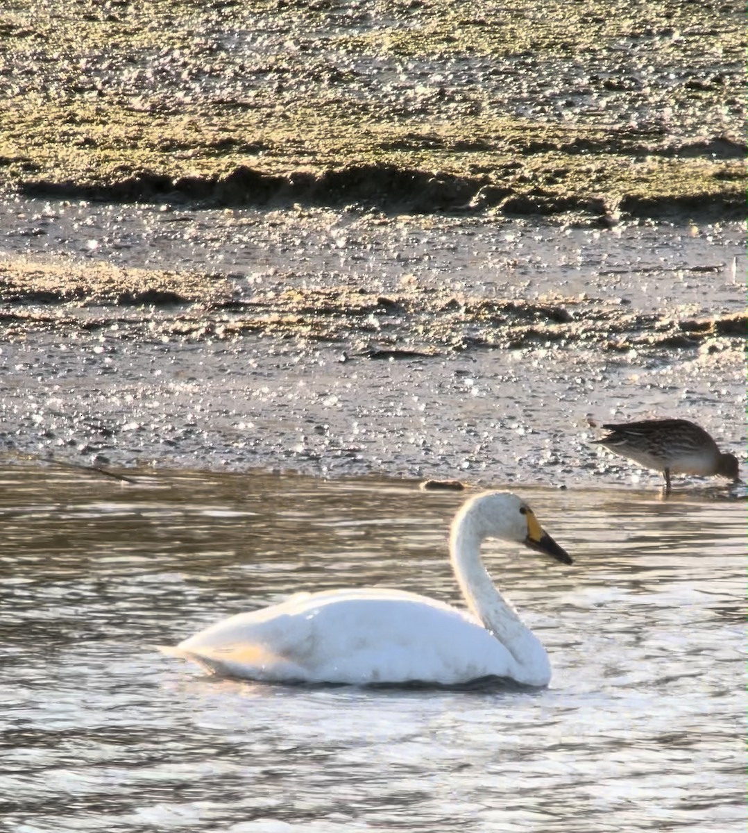 Tundra Swan - ML646130370
