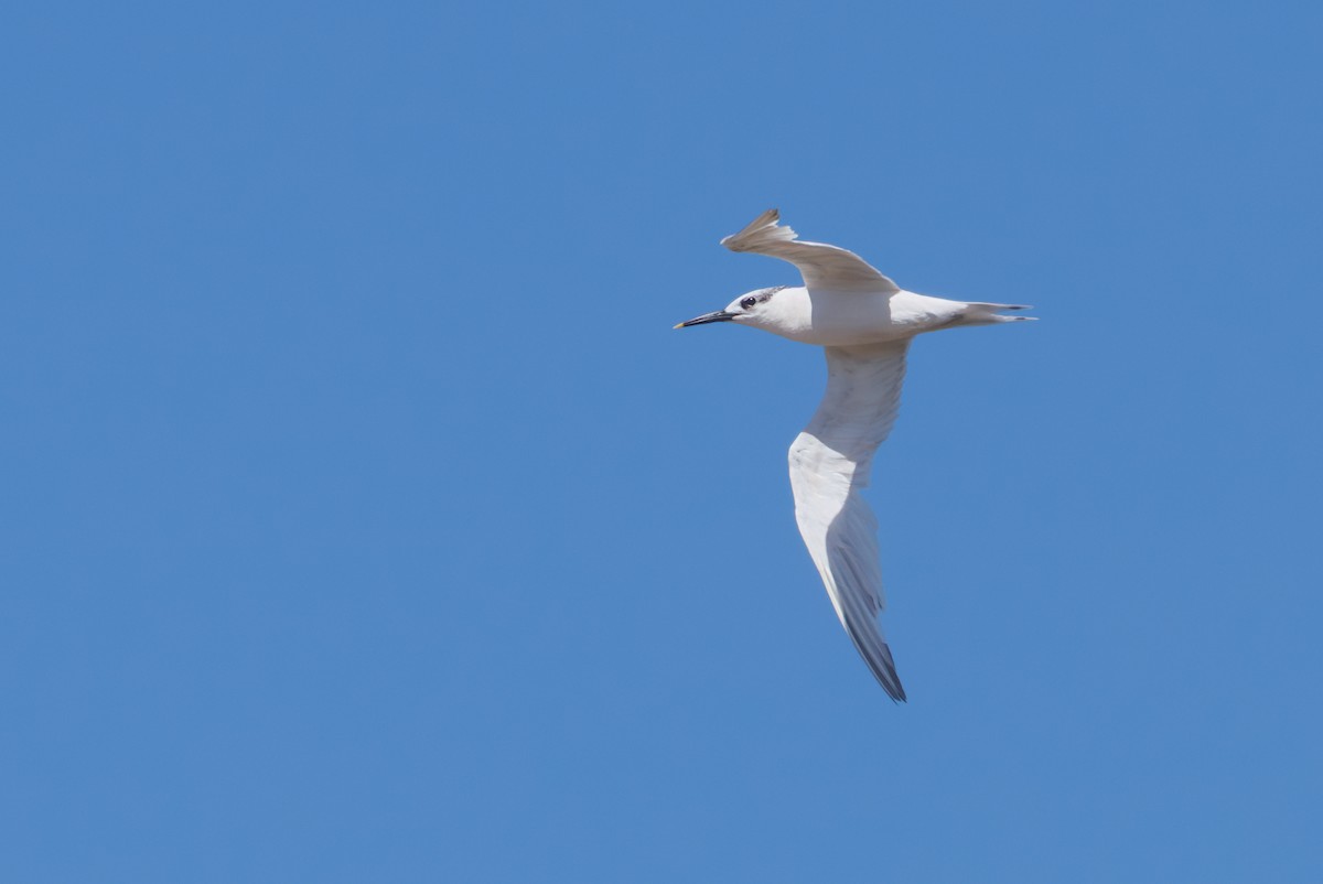 Sandwich Tern - ML646130374