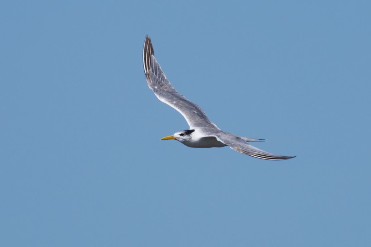 Great Crested Tern - ML646130380