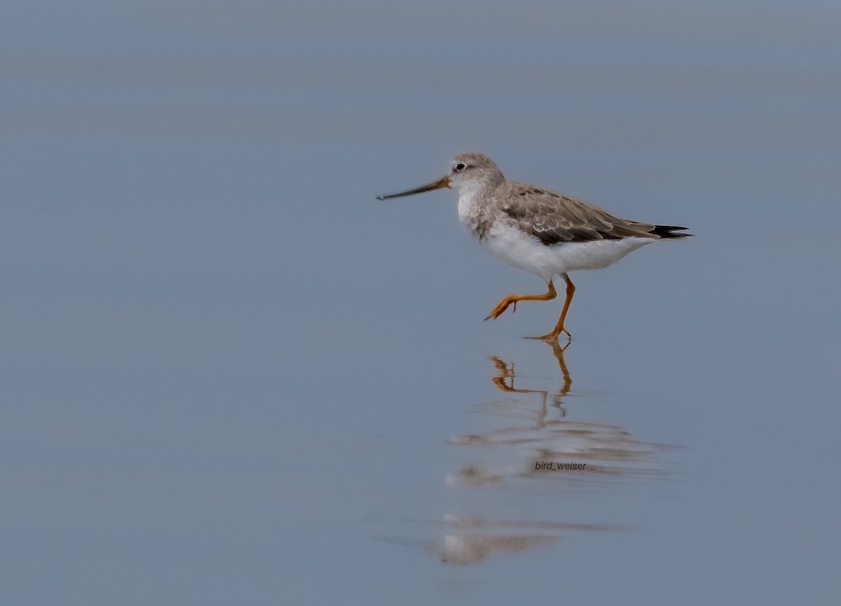 ソリハシシギ - ML646130382