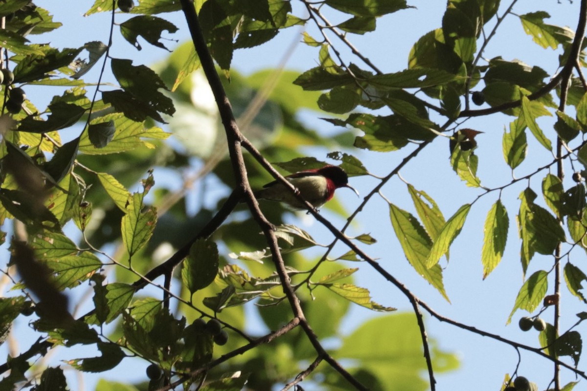 Suimanga Siparaja - ML646130385