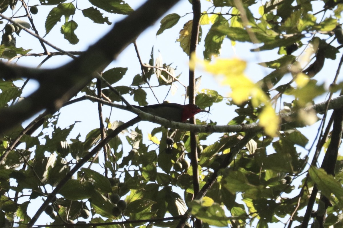 Suimanga Siparaja - ML646130386