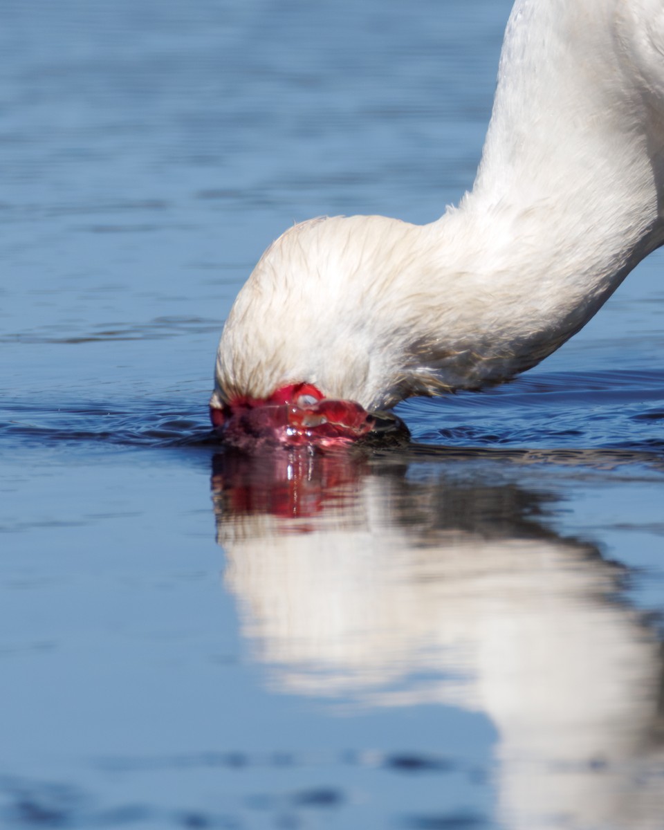 African Spoonbill - ML646130387