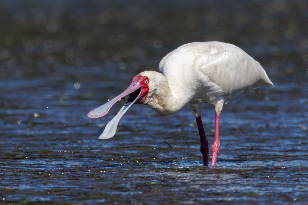 African Spoonbill - ML646130388