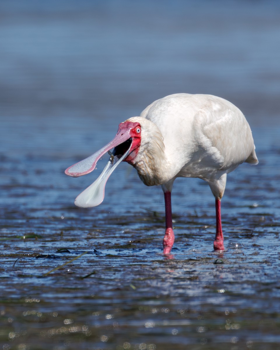 African Spoonbill - ML646130389