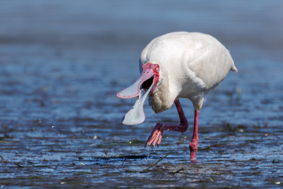 African Spoonbill - ML646130390