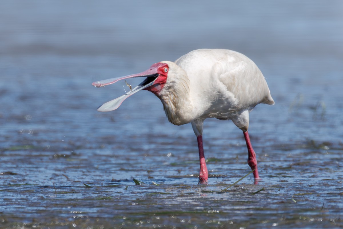 African Spoonbill - ML646130391