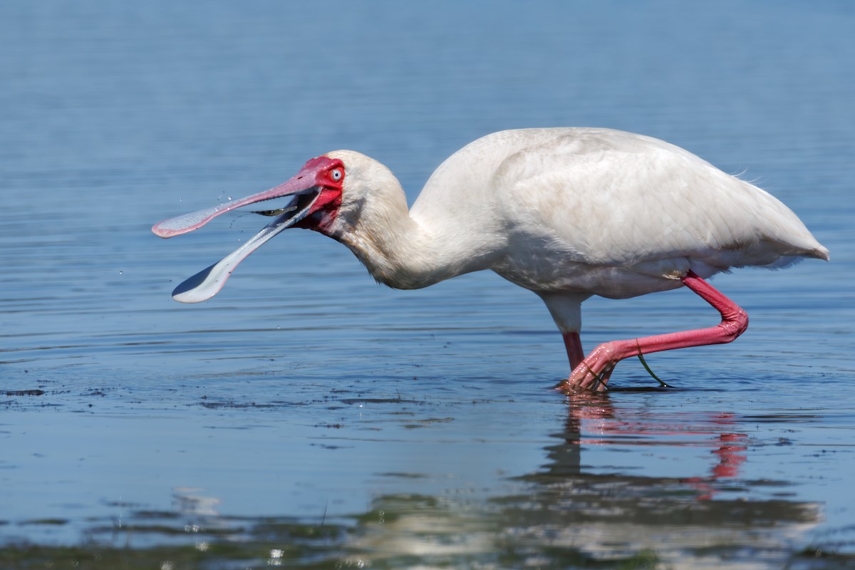 African Spoonbill - ML646130392