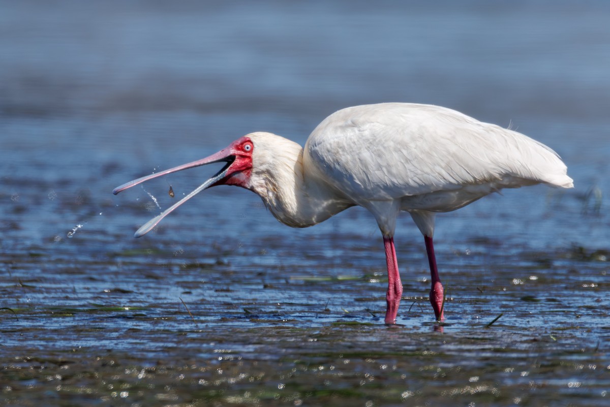 African Spoonbill - ML646130393