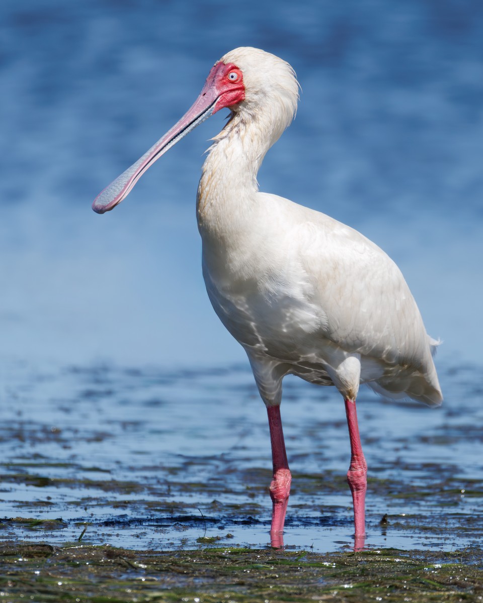African Spoonbill - ML646130394