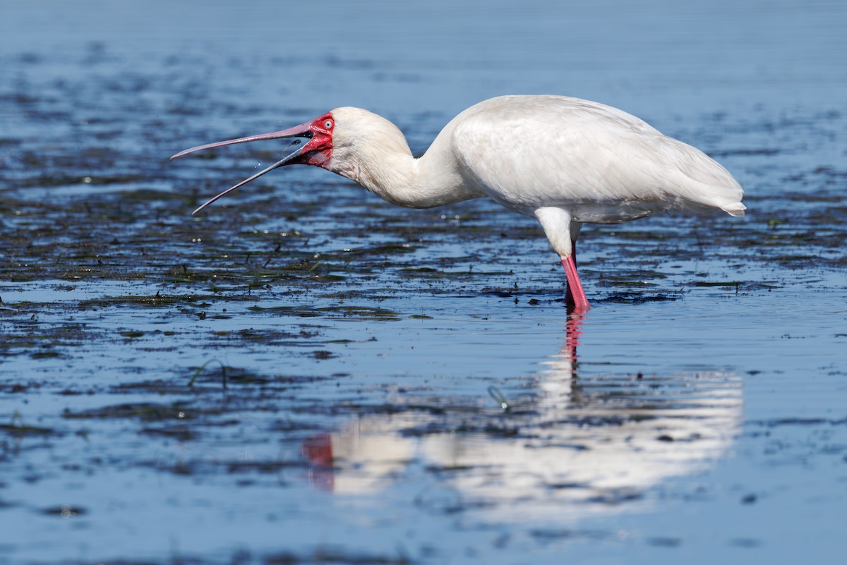 African Spoonbill - ML646130395