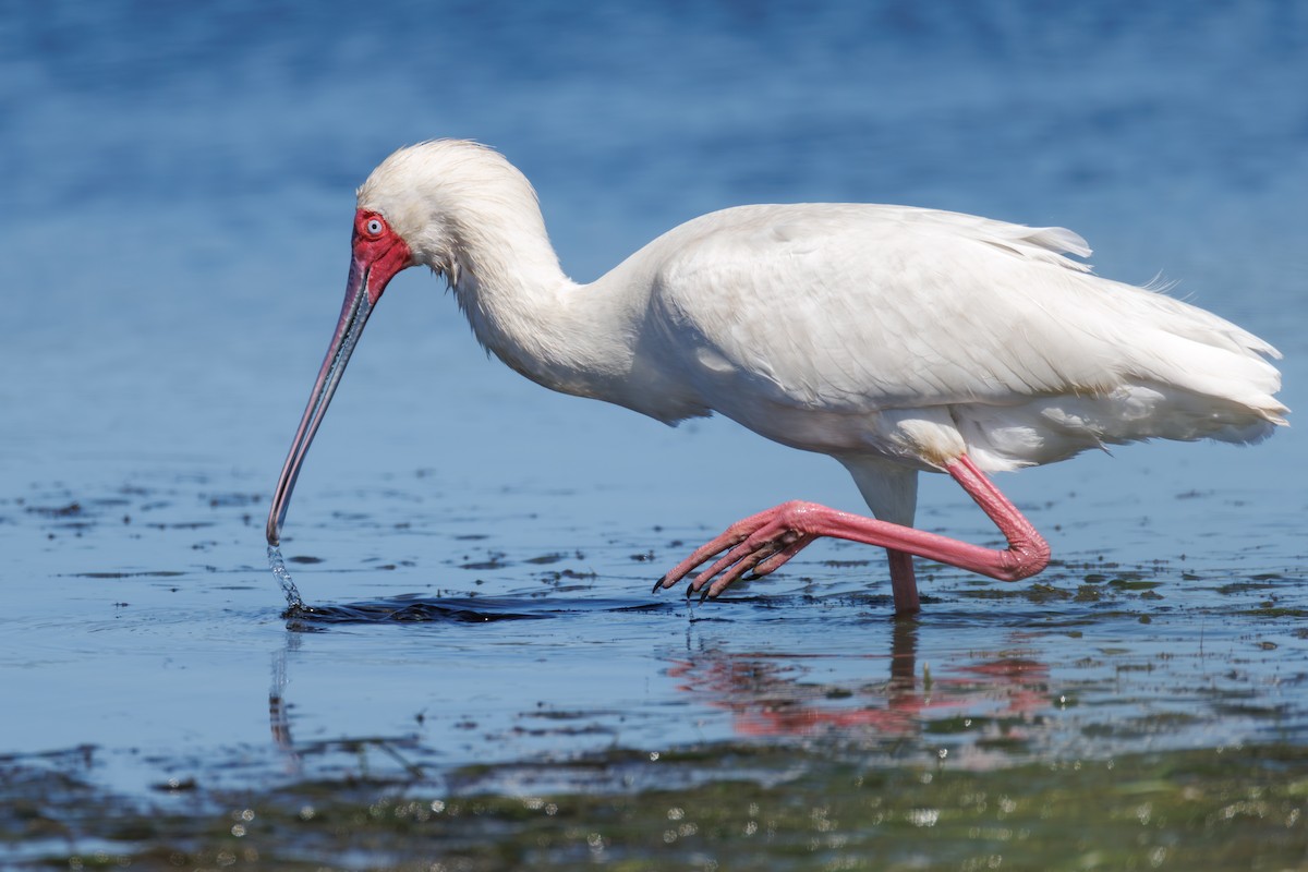 African Spoonbill - ML646130396